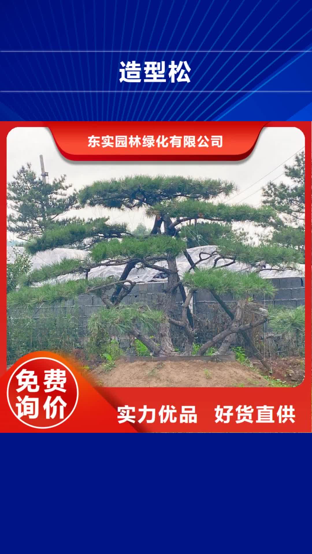 【黄南 造型松每个细节都严格把关】