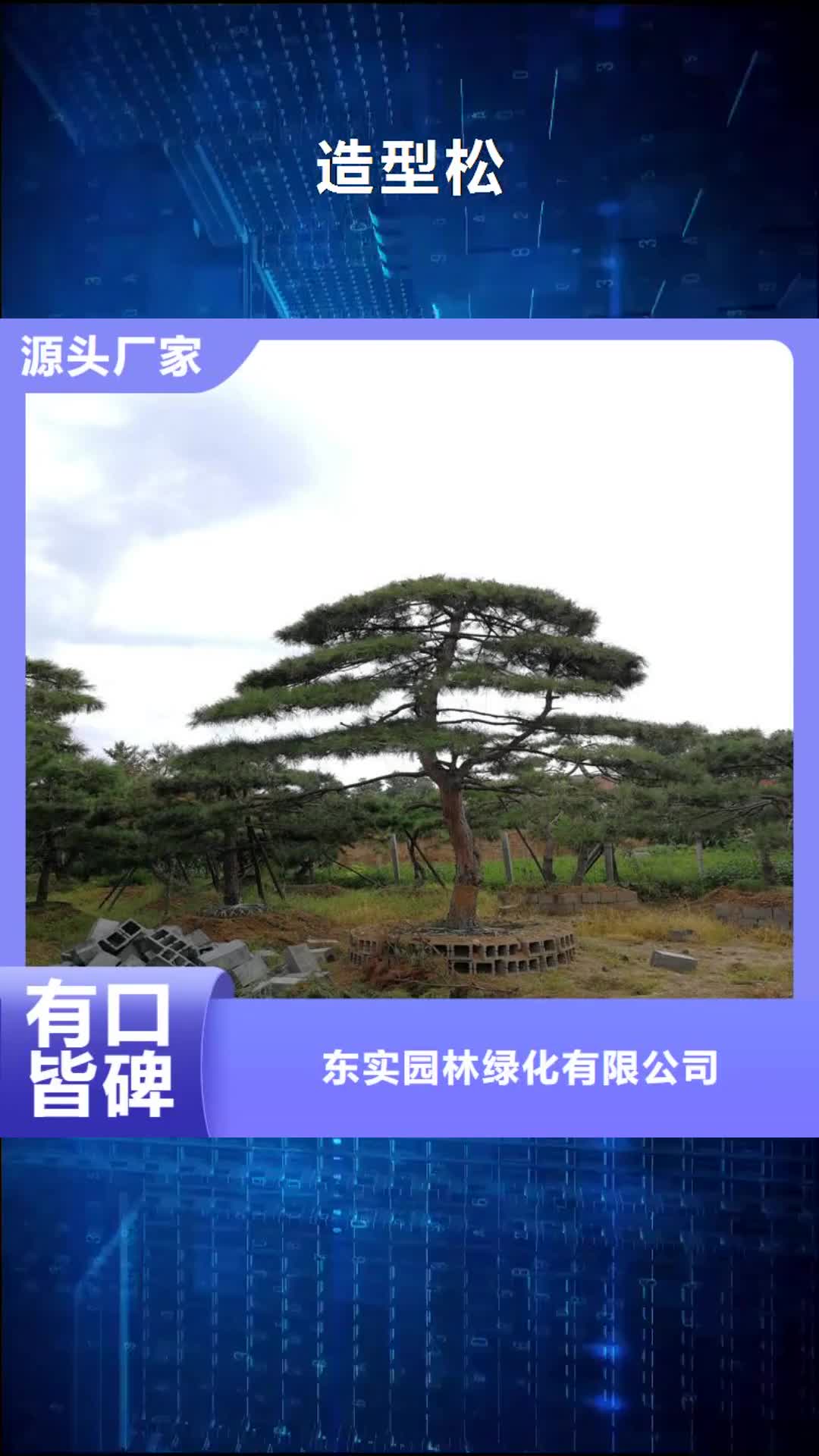 【绥化 造型松产地工厂】