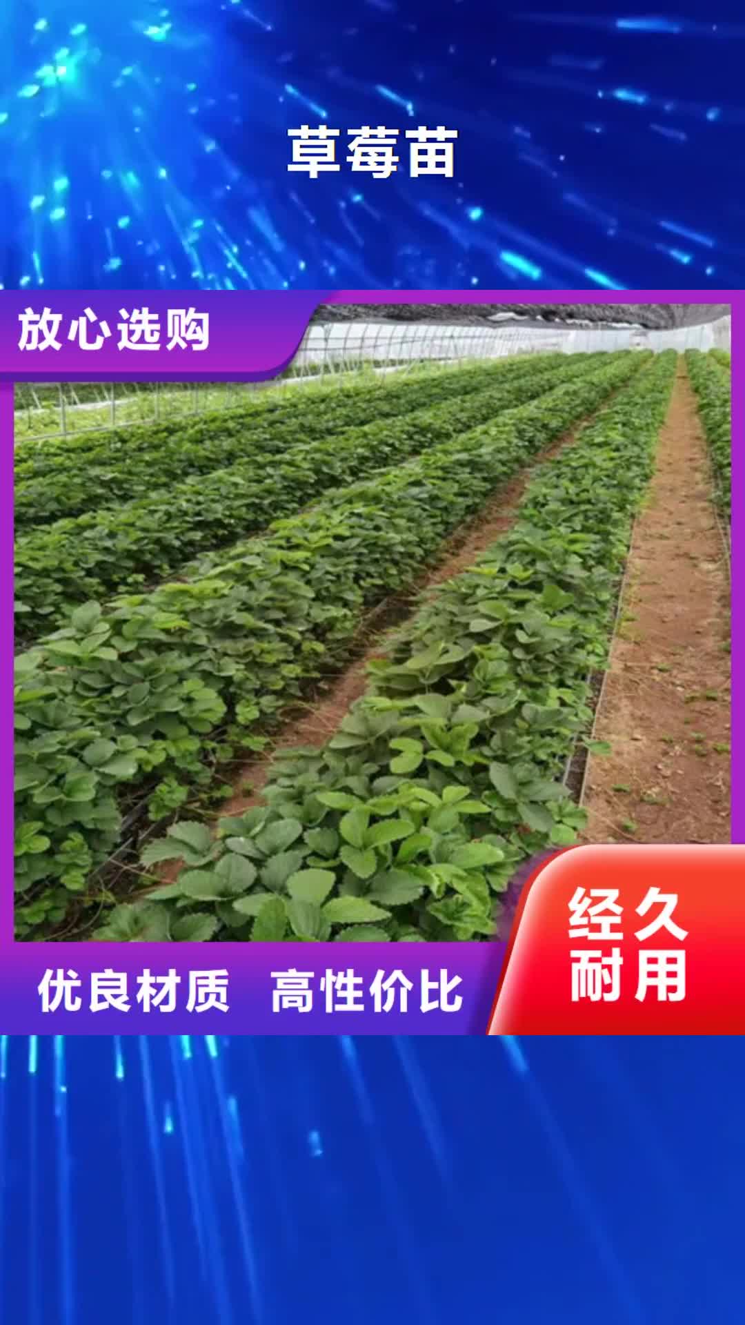 【乐山 草莓苗梨树苗质优价保】