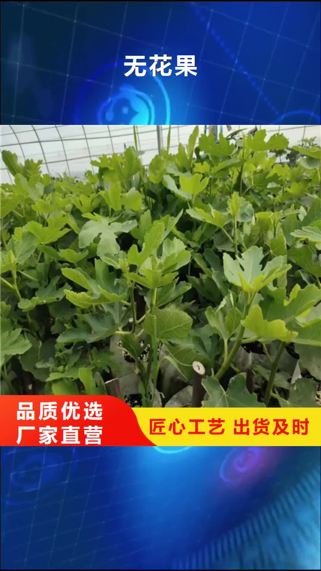 河池【无花果】 葡萄苗精心