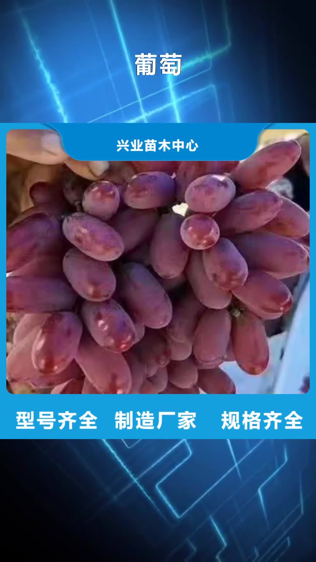 【宿迁 葡萄,大棚草莓苗物流配货上门】