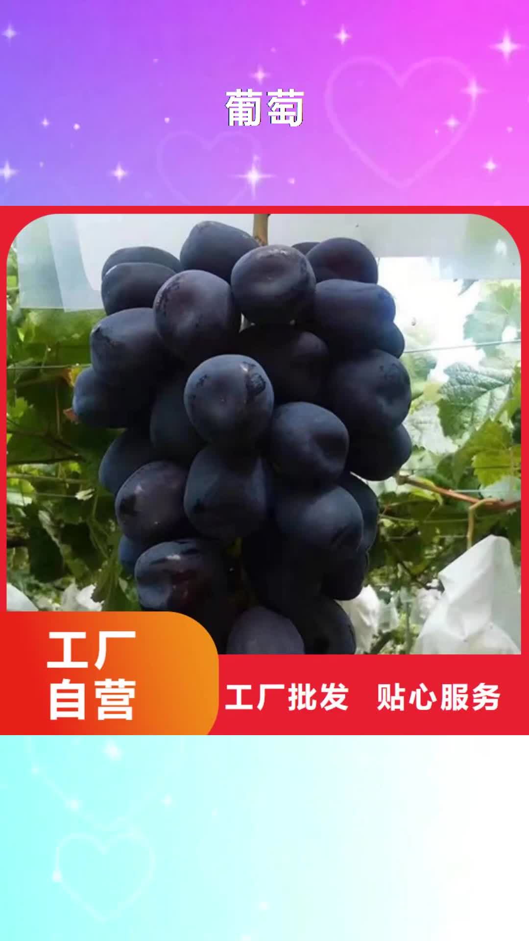 崇左【葡萄】_大棚草莓苗极速发货