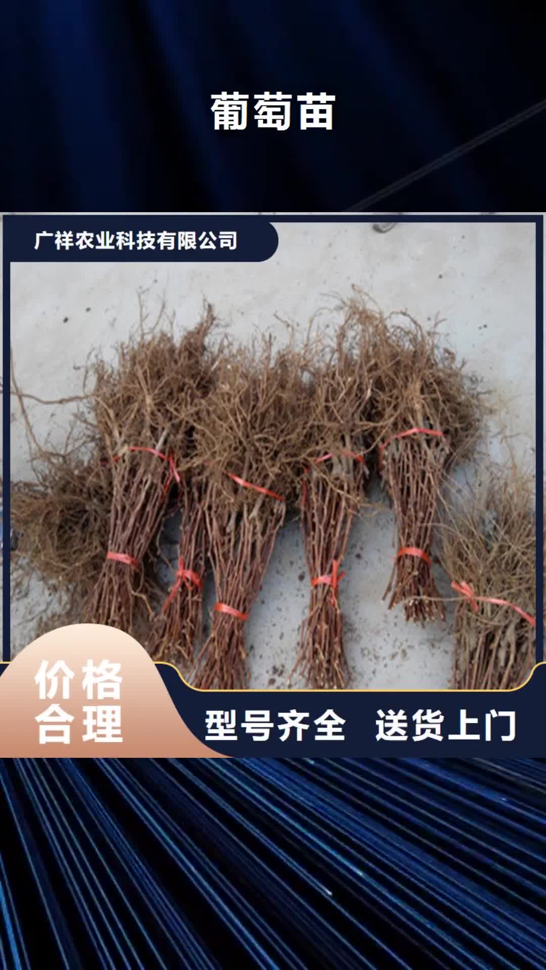 临夏【葡萄苗】_樱桃苗海量库存