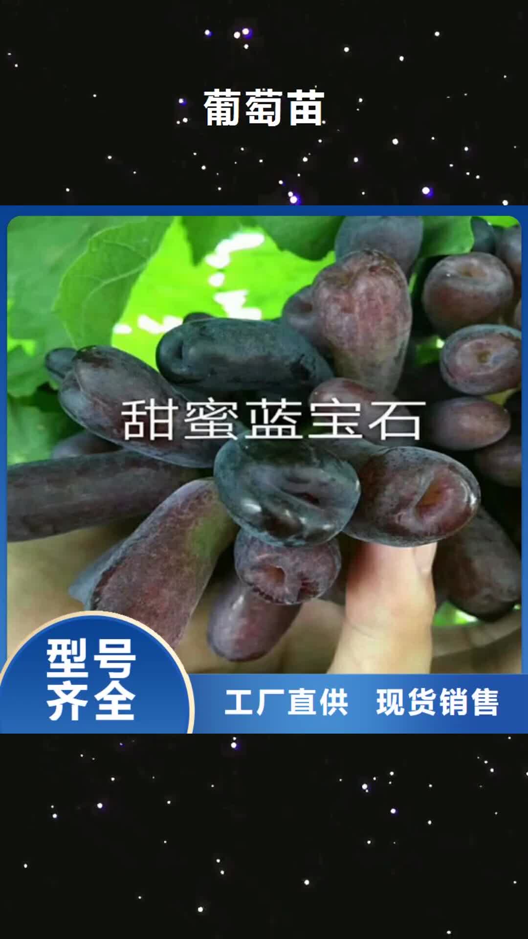 江门【葡萄苗】,葡萄苗基地源头把关放心选购