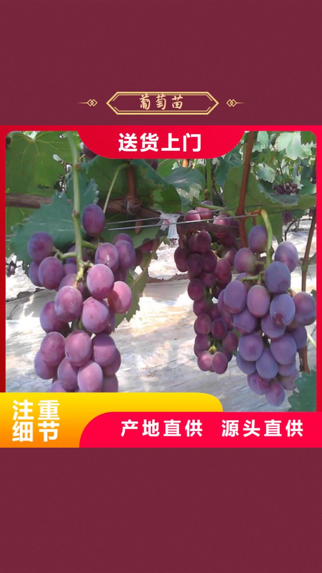 连云港【葡萄苗】,果树苗符合标准