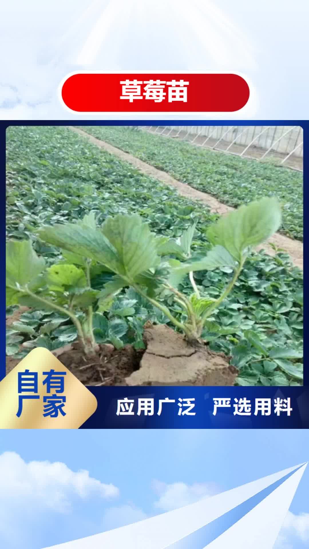 【长治 草莓苗 大棚草莓苗专业设计】