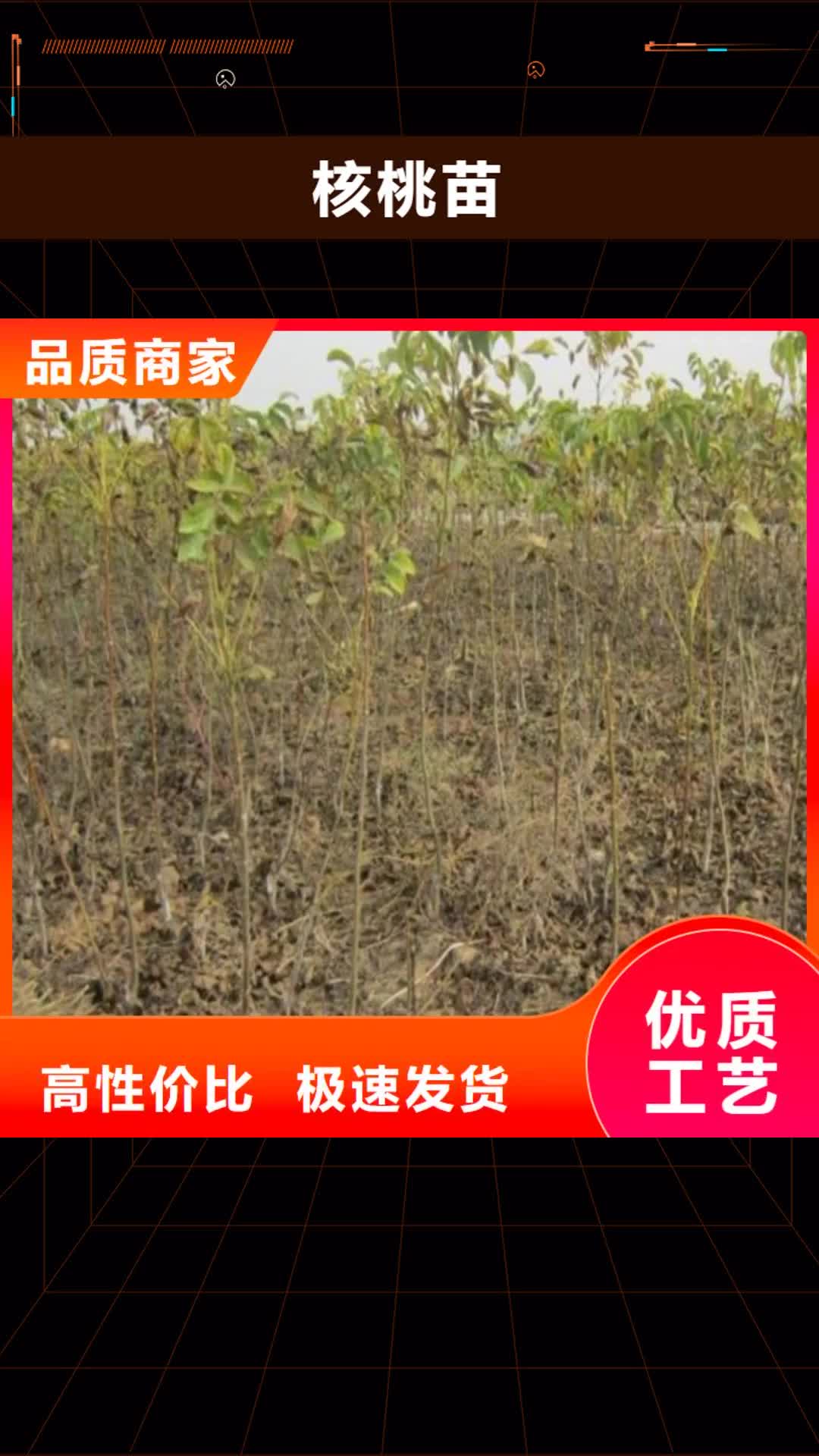 【六盘水 核桃苗-梨树苗品牌大厂家】
