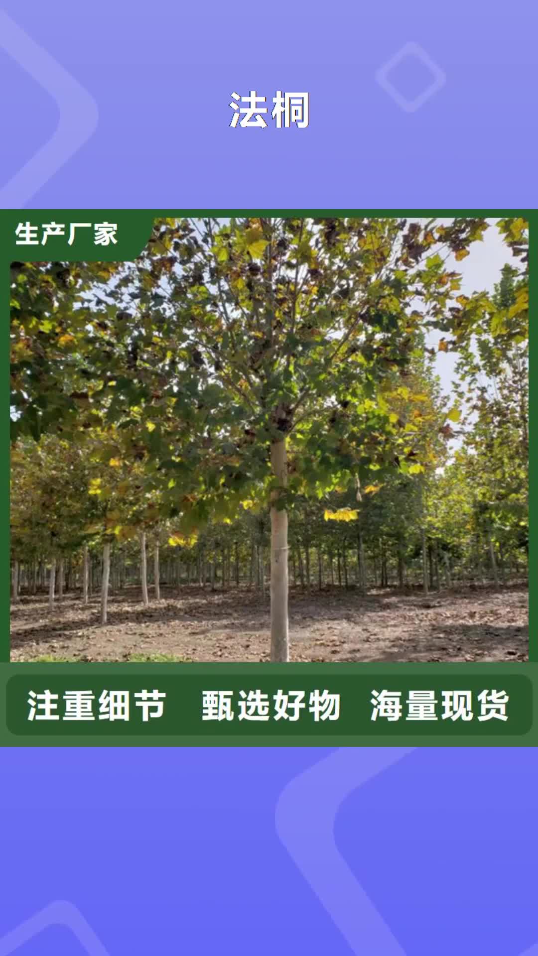 武威 法桐老品牌厂家