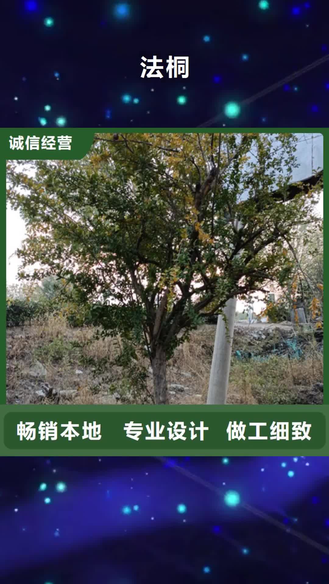 河北 法桐【五角枫】源厂直销