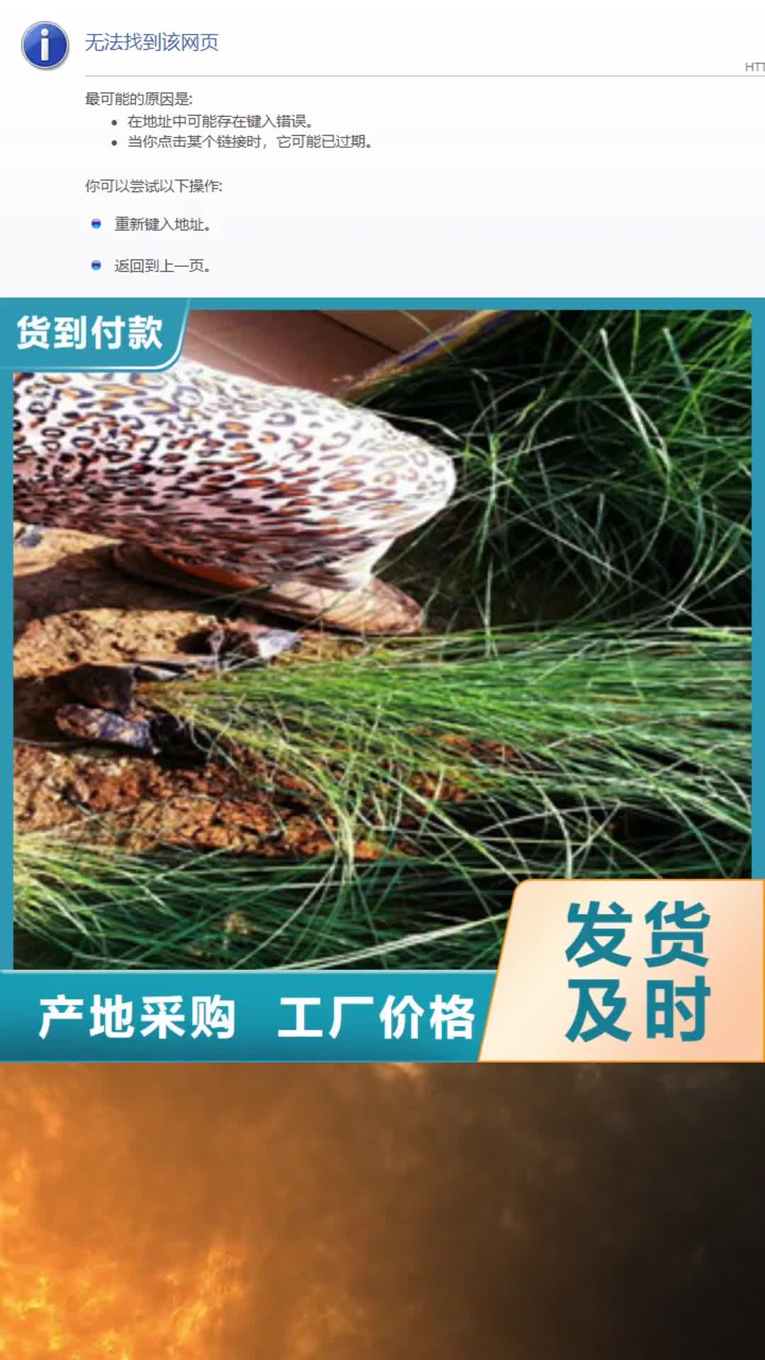 【舟山 时令草花_柳叶马鞭草/薰衣草 定制定做】