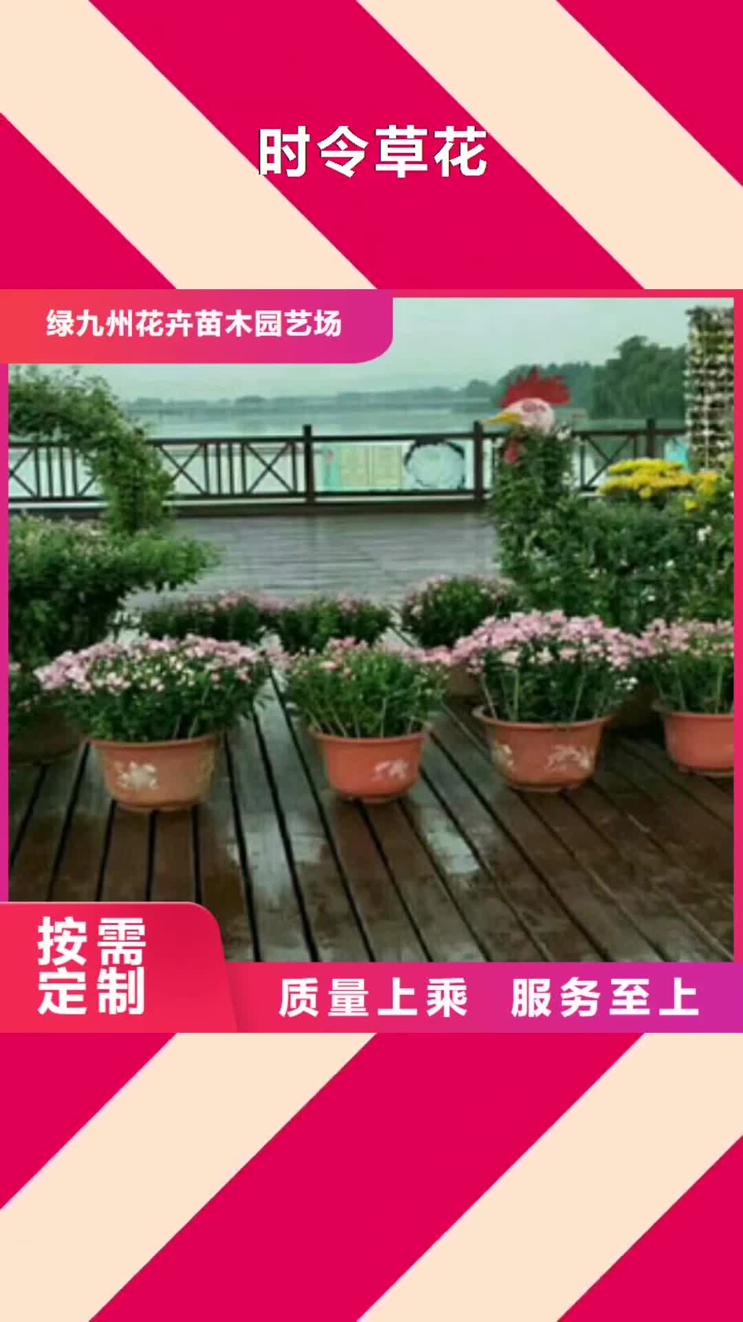 辽宁【时令草花】,花海景观工程实力优品