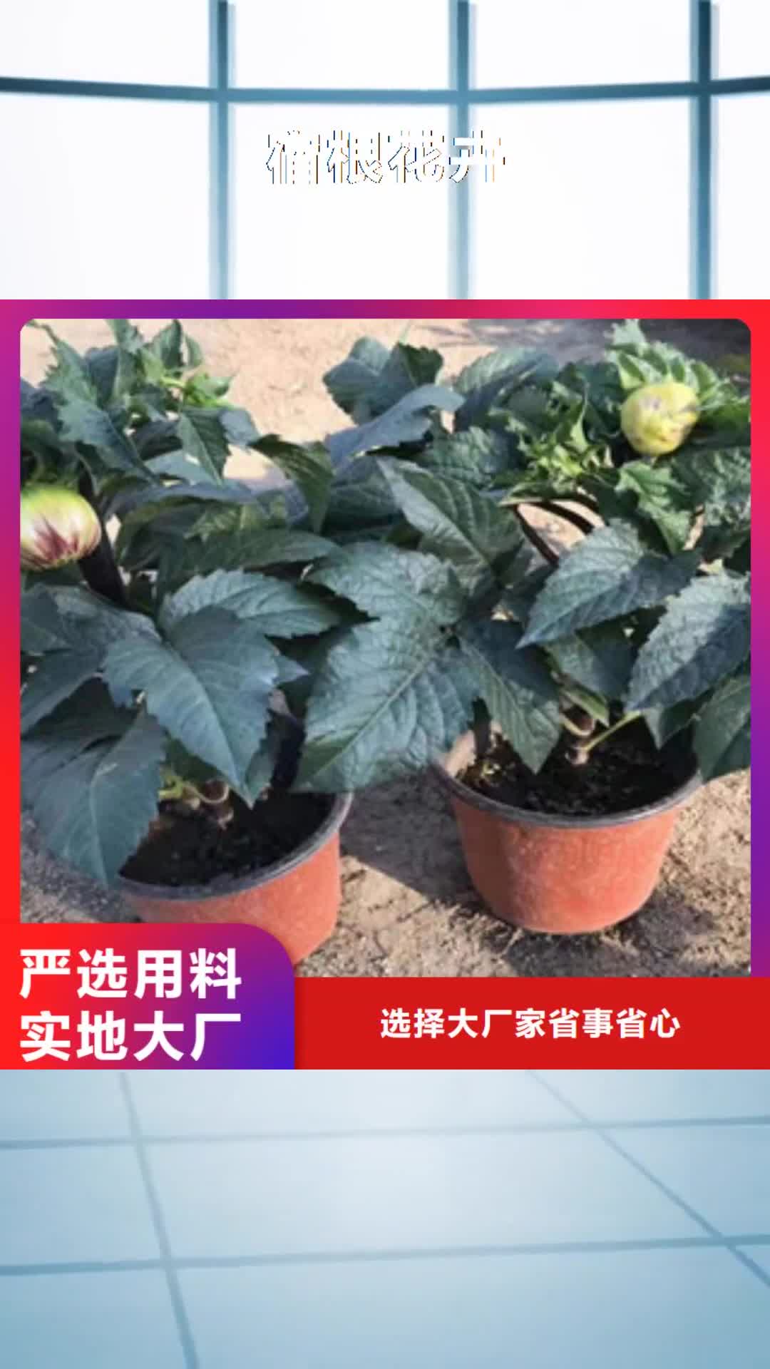 珠海【宿根花卉】柳叶马鞭草/薰衣草 快速物流发货