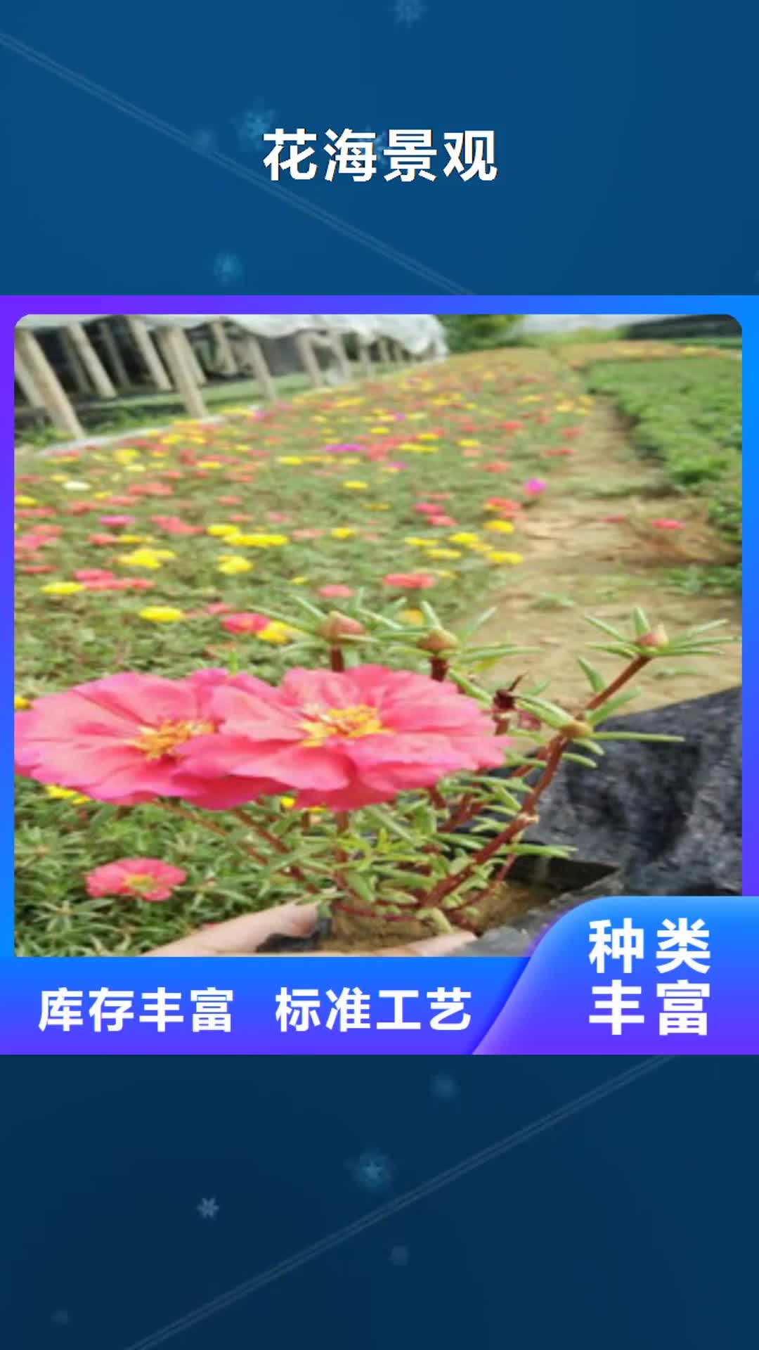 那曲【花海景观】_柳叶马鞭草/薰衣草 品质有保障