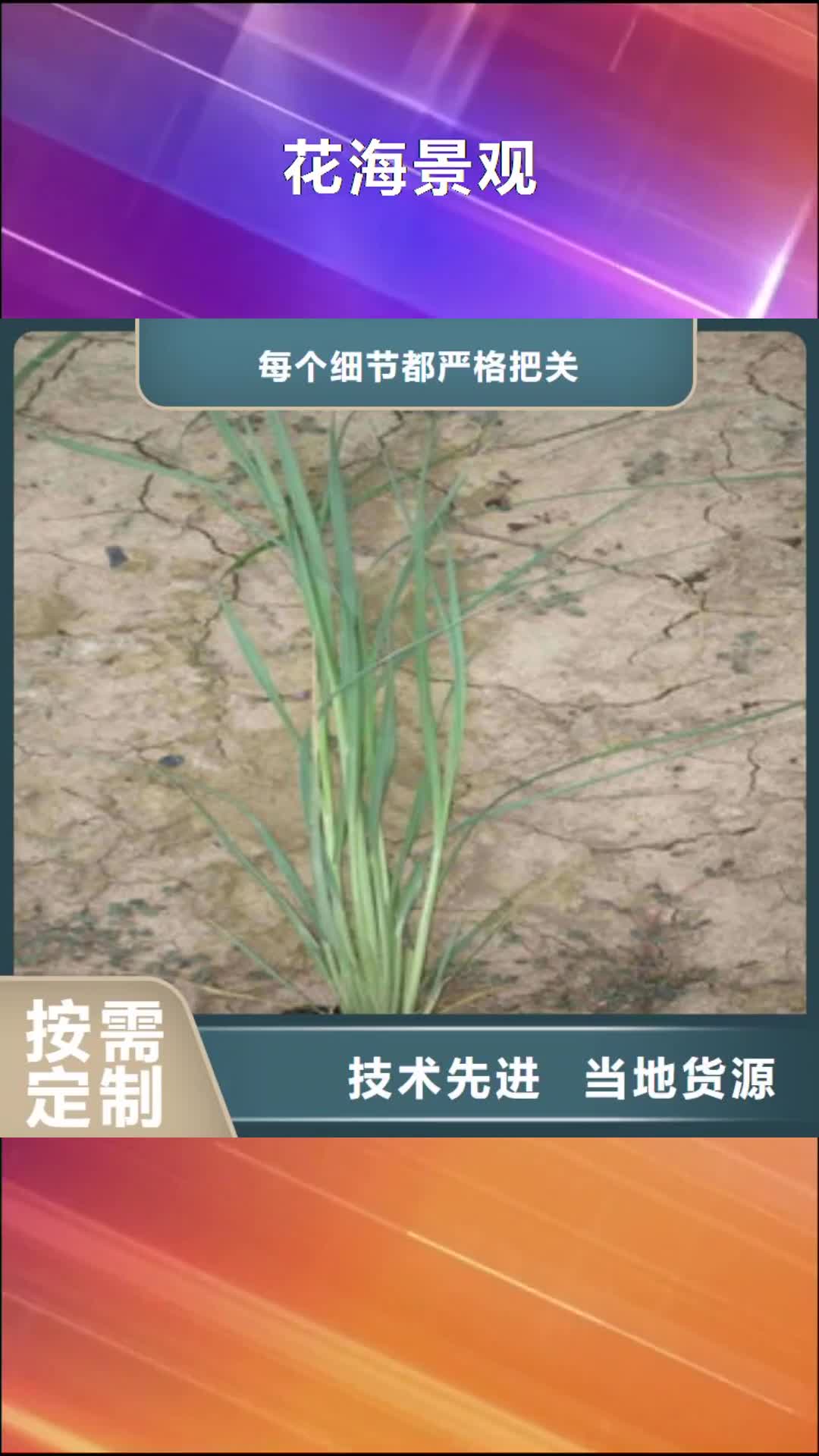 贵州 花海景观【鲁冰花/粉黛乱子草】订制批发