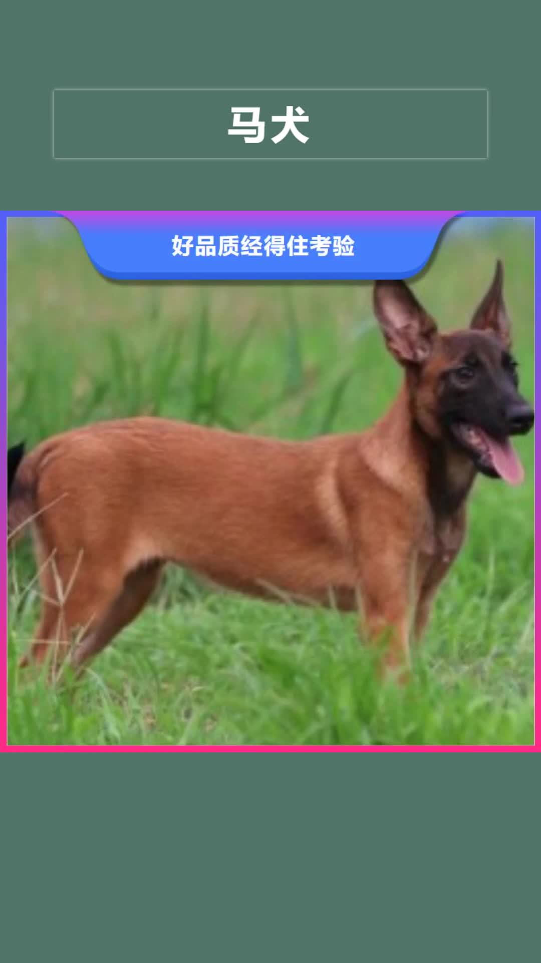 金昌 马犬设备齐全支持定制
