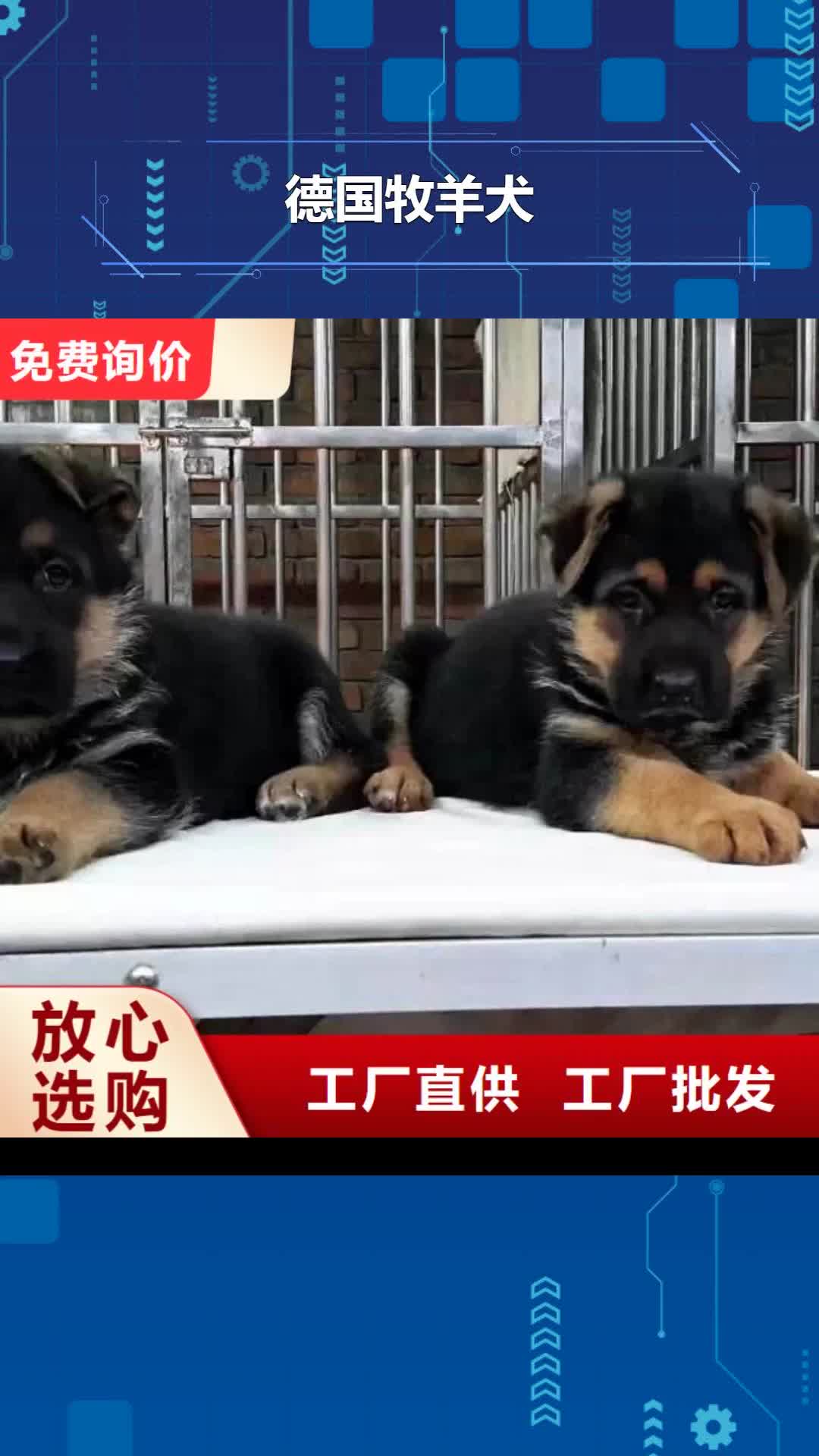 【泰安 德国牧羊犬-杜宾犬价格有优势】